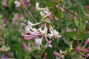 Lonicera implexa (2)